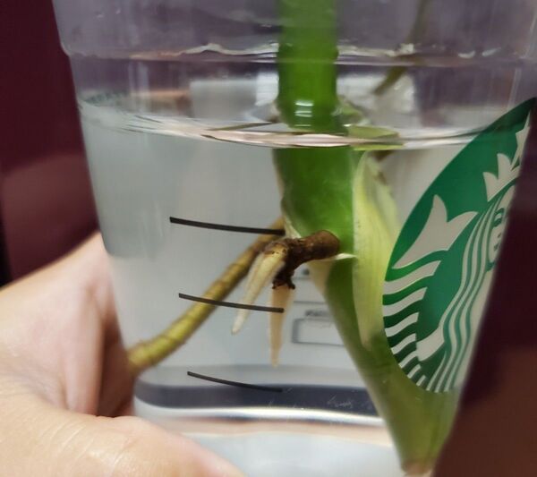 モンステラ 水差し枝