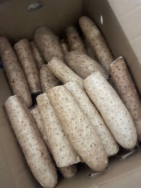 北海道産川西長芋10キロ