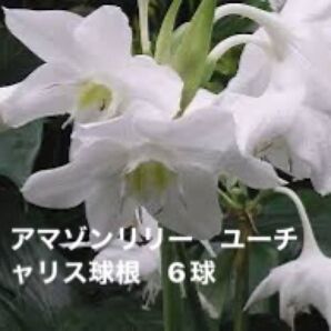 アマゾンリリー【ユーチャリス】球根 6球