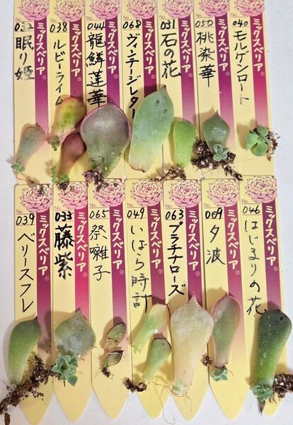 おらいさん苗 クローン 葉挿しセット 多肉植物