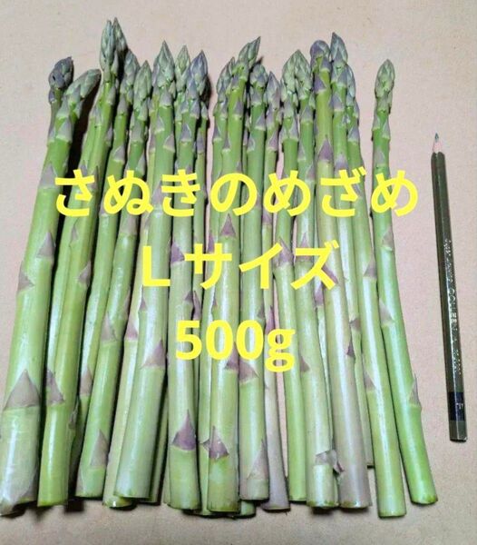 アスパラガス さぬきのめざめ