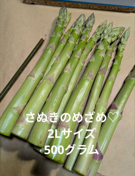 アスパラ さぬきのめざめ 2L 500グラム