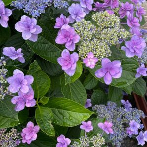 紫陽花 さし穂各3本×3種類 9本