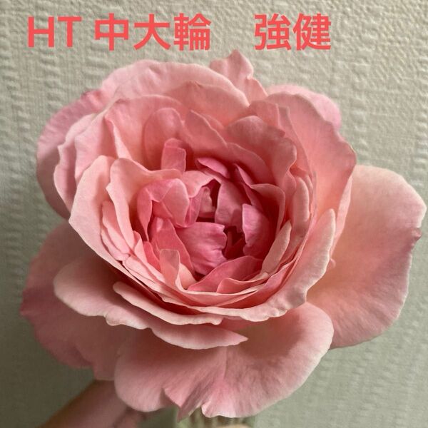HTコーラルピンク バラ 挿し木幼苗 強健