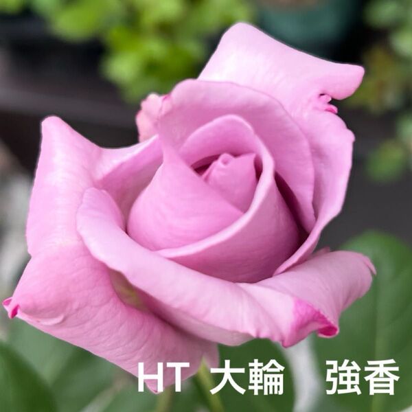 HT藤色のバラ 強香 挿し木幼苗