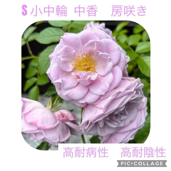S青みピンクのバラ 挿し木幼苗 高耐病性 高耐陰性