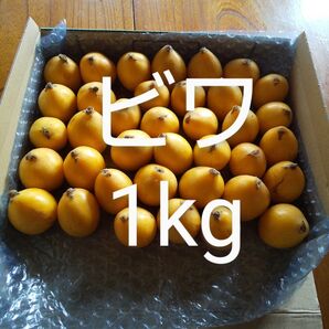 家庭用ビワ 梱包資材込み約1kg 新鮮 農薬不使用