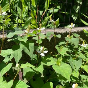 ドクダミ どくだみ 健康茶 無農薬 ネコポス