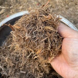 発酵バガス プレミアムブラウン 出品依頼用 (毛の生え替わり時期のチンチラやデグーに)