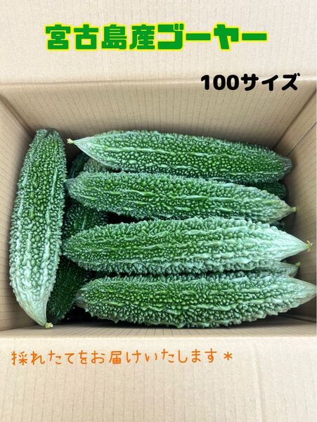 採れたて宮古島ゴーヤー*