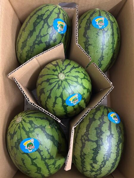 産地直送!小玉スイカウリ坊5玉入り!甘くて美味しい!箱込み9.5キロ以上