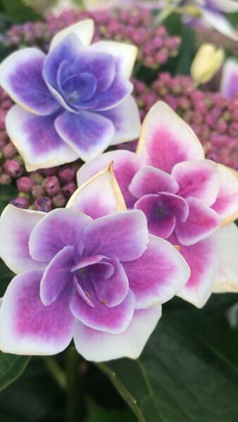 紫陽花挿し穂3本です。
