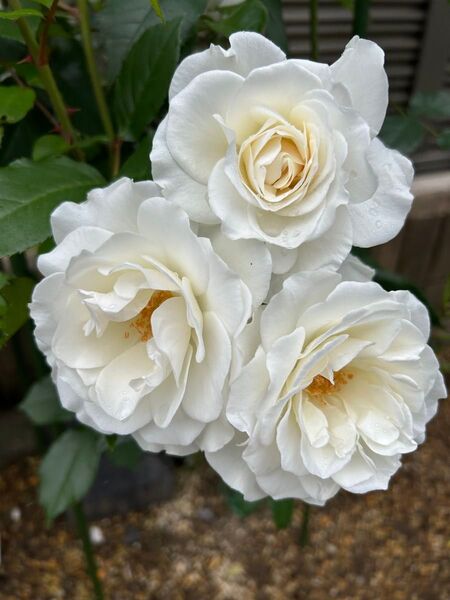 薔薇苗ア◯◯バー◯苗
