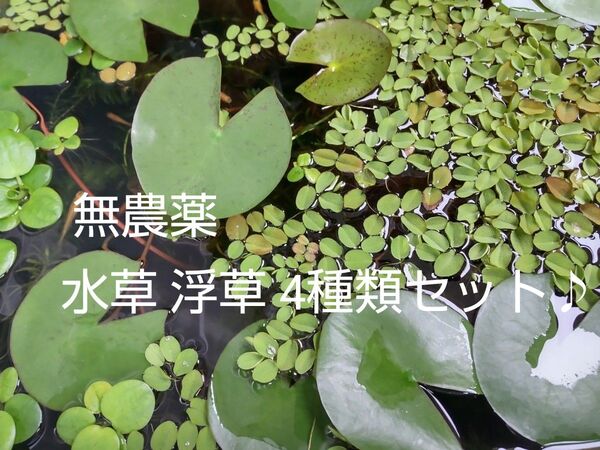 無農薬 水草 浮草 4種類セット アマゾンフロッグピット ウィローモス サルビニア アナカリス