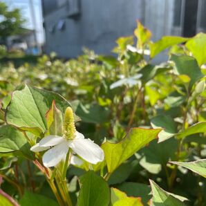ドクダミ 茶 焙煎 100g 山野草