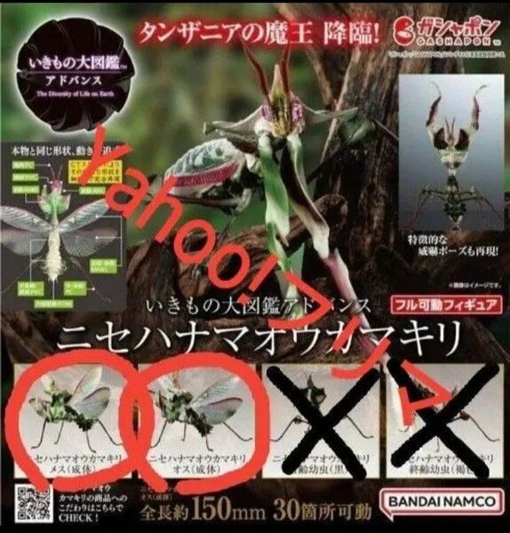 いきもの大図鑑アドバンス ニセハナマオウカマキリ オス(成体) メス(成体) ガチャ ガシャポン いきもん ガチャガチャ
