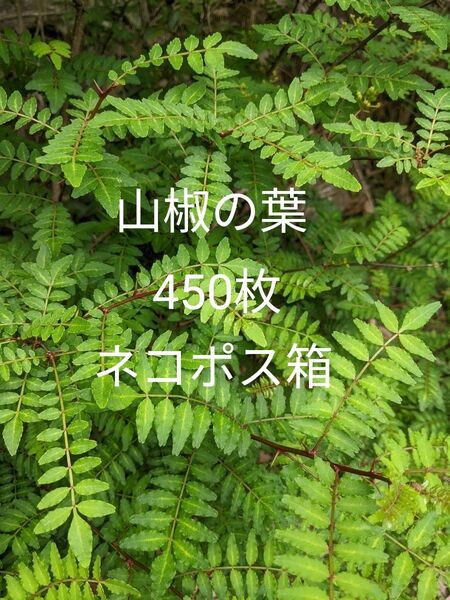 9.岡山県産 山椒の葉 450枚 ネコポス箱