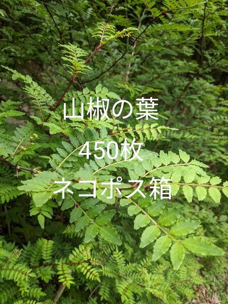 4.岡山県産 山椒の葉 450枚 ネコポス箱