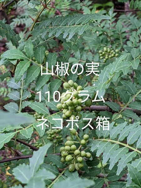 1.岡山県産 山椒の実 110グラム ネコポス箱