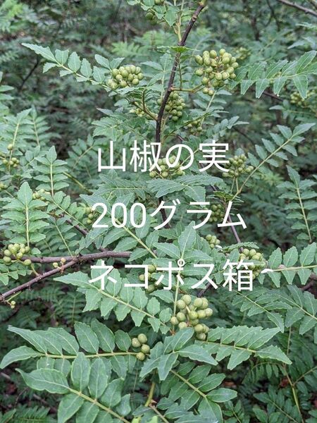 2.岡山県産 山椒の実 200グラム ネコポス箱