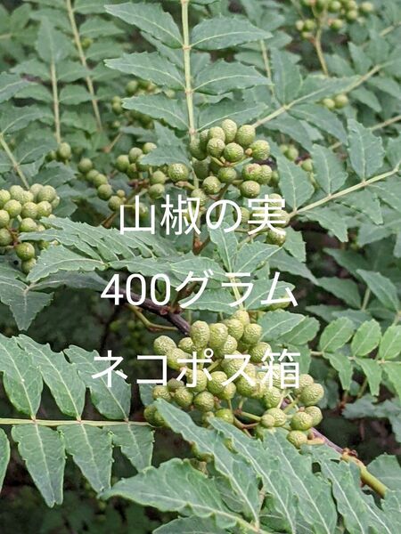 4.岡山県産 山椒の実 400グラム ネコポス箱