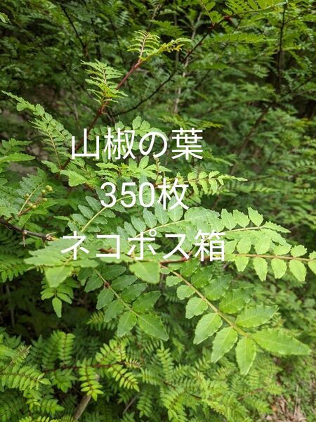 8.岡山県産 山椒の葉 350枚 ネコポス箱