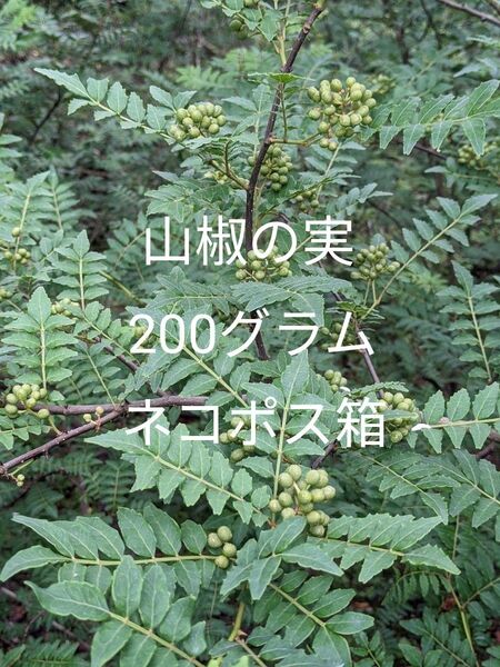 2.岡山県産 山椒の実 200グラム ネコポス箱