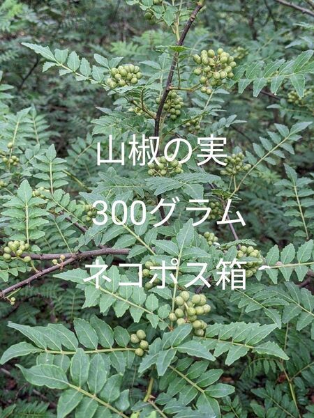 3.岡山県産 山椒の実 300グラム ネコポス箱