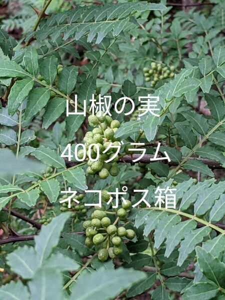 4.岡山県産 山椒の実 400グラム ネコポス箱