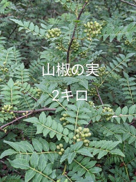 20.岡山県産 山椒の実 2キロ