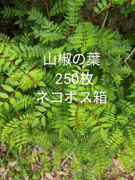 9.岡山県産 山椒の葉 250枚 ネコポス箱