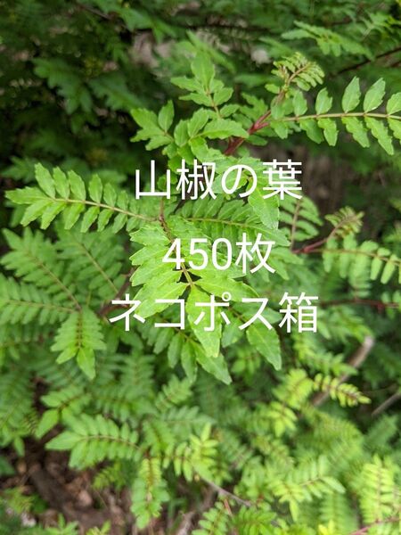 8.岡山県産 山椒の若葉 450枚 ネコポス箱