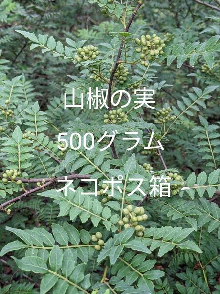 5.岡山県産 山椒の実 500グラム ネコポス箱