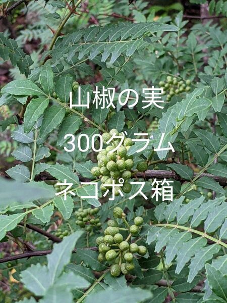 2.岡山県産 山椒の実 300グラム ネコポス箱