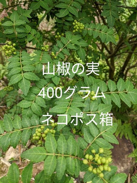 4.岡山県産 山椒の実 400グラム ネコポス箱