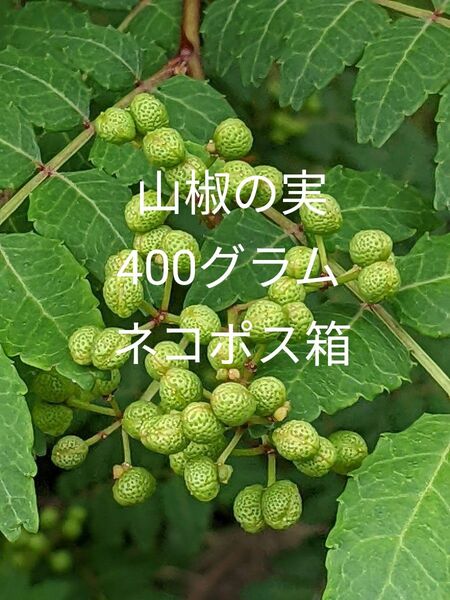 4.岡山県産 山椒の実 400グラム ネコポス箱