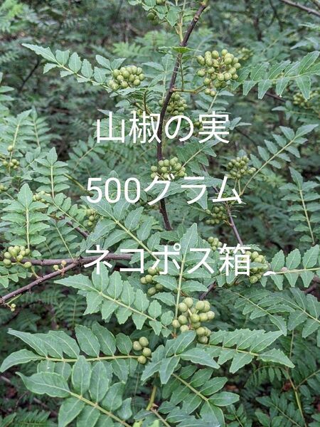 5.岡山県産 山椒の実 500グラム ネコポス箱
