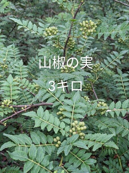 30.岡山県産 山椒の実 3キロ