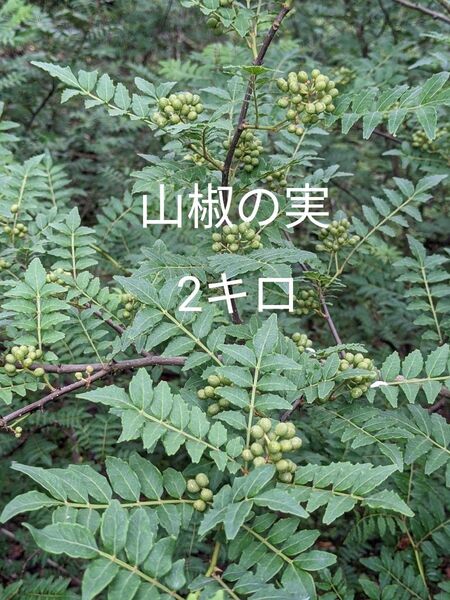 20.岡山県産 山椒の実 2キロ