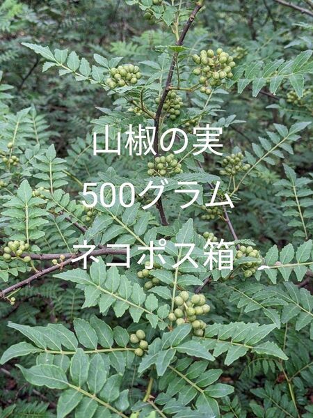 5.岡山県産 山椒の実 500グラム ネコポス箱