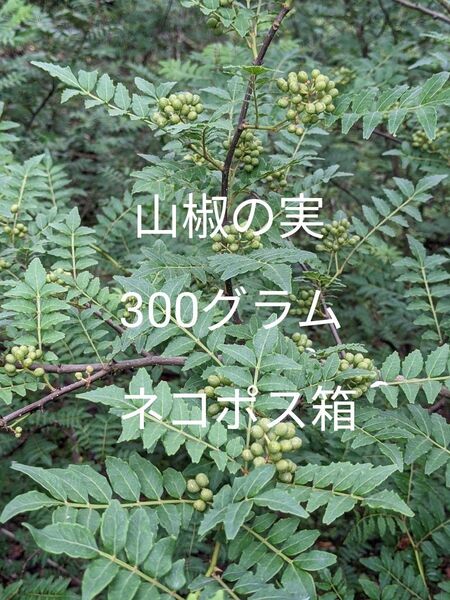 3.岡山県産 山椒の実 300グラム ネコポス箱