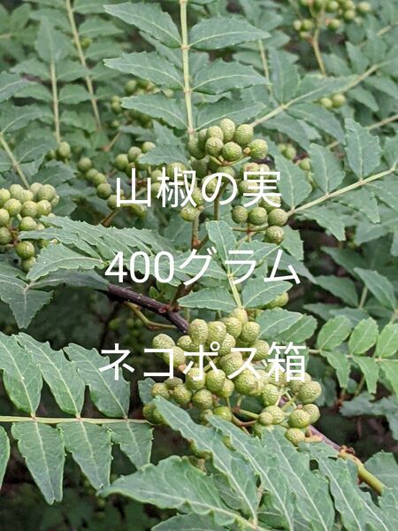 4.岡山県産 山椒の実 400グラム ネコポス箱