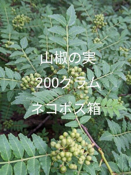 2.岡山県産 山椒の実 200グラム ネコポス箱