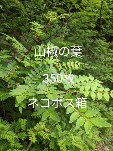 9.岡山県産 山椒の葉 350枚 ネコポス箱