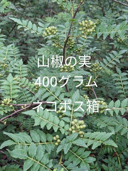 4.岡山県産 山椒の実 400グラム ネコポス箱