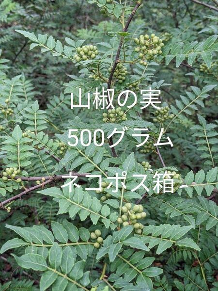 5.岡山県産 山椒の実 500グラム ネコポス箱
