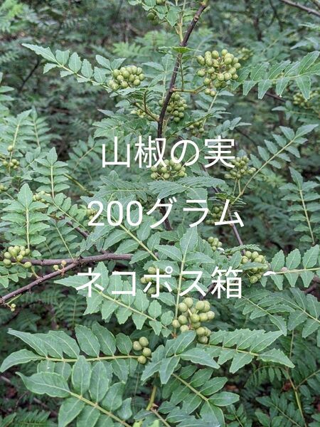 2.岡山県産 山椒の実 200グラム ネコポス箱