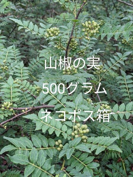 5.岡山県産 山椒の実 500グラム ネコポス箱