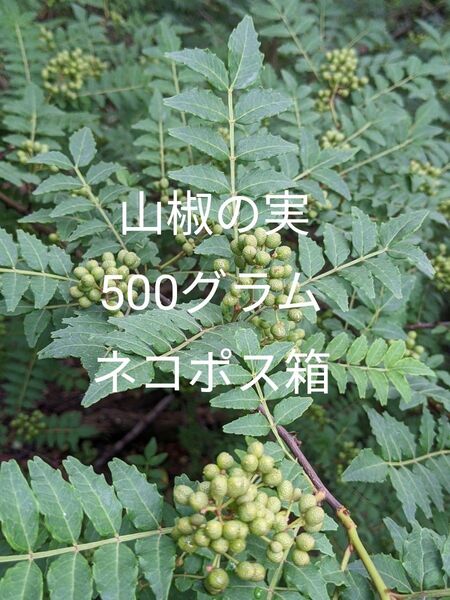 5.岡山県産 山椒の実 500グラム ネコポス箱