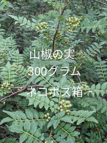 3.岡山県産 山椒の実 300グラム ネコポス箱